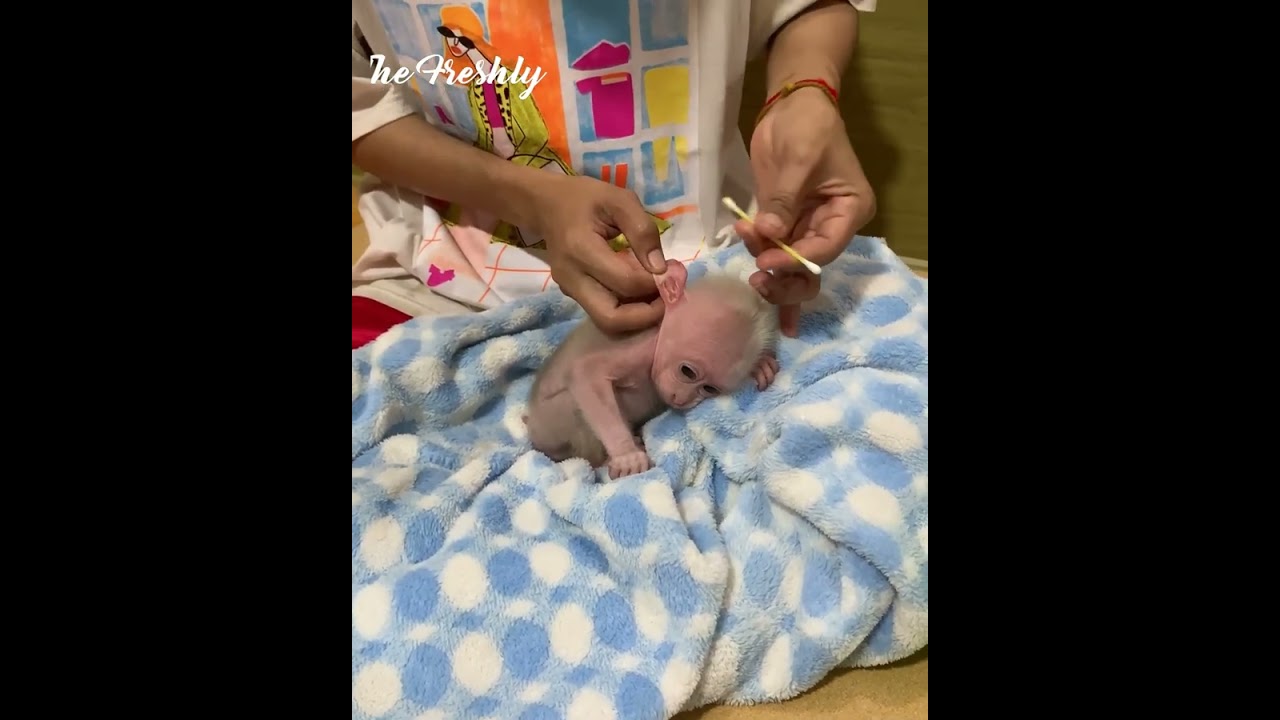 After take a bath adorable baby monkey ask mom cleaning and wearing urine pants