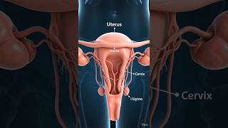 #humanbody #medicalanimation #facts #biology #anatomy #femalebody #whitedischargeduringpregnancy