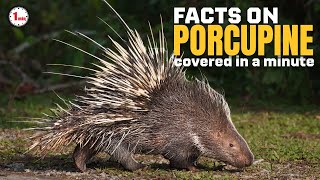 How Porcupine Quills & Defense Work? by Animal Snapz 134 views 7 months ago 1 minute, 28 seconds