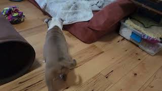 AKC STAFFORDSHIRE BULL TERRIER PUPPIES PLAYING WITH MOM