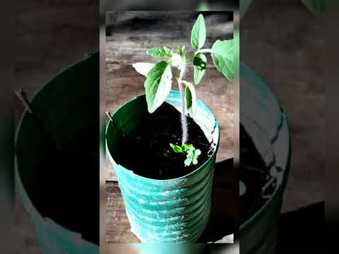 Vídeo: Greenhouse Grown Tomatoes - Aprenda a cultivar tomates em uma estufa