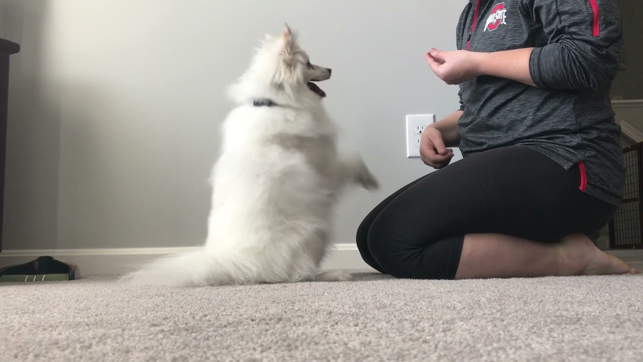 how do you discipline a blind dog