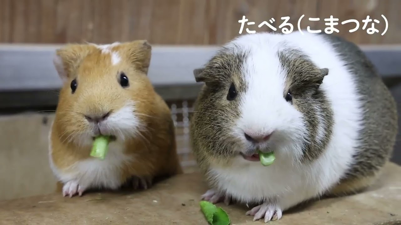 動物園水族園教材集「モルモットをみよう・しろう・なかよくなろう」