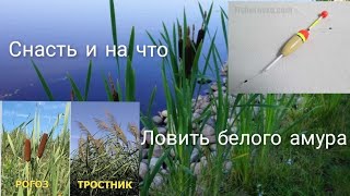 видео: Снасть и на что ловить белого амура картинка: Снасть и на что ловить белого амура