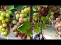 Vynuogių auginimas šiltnamyje (vynuogės Lietuvoje)