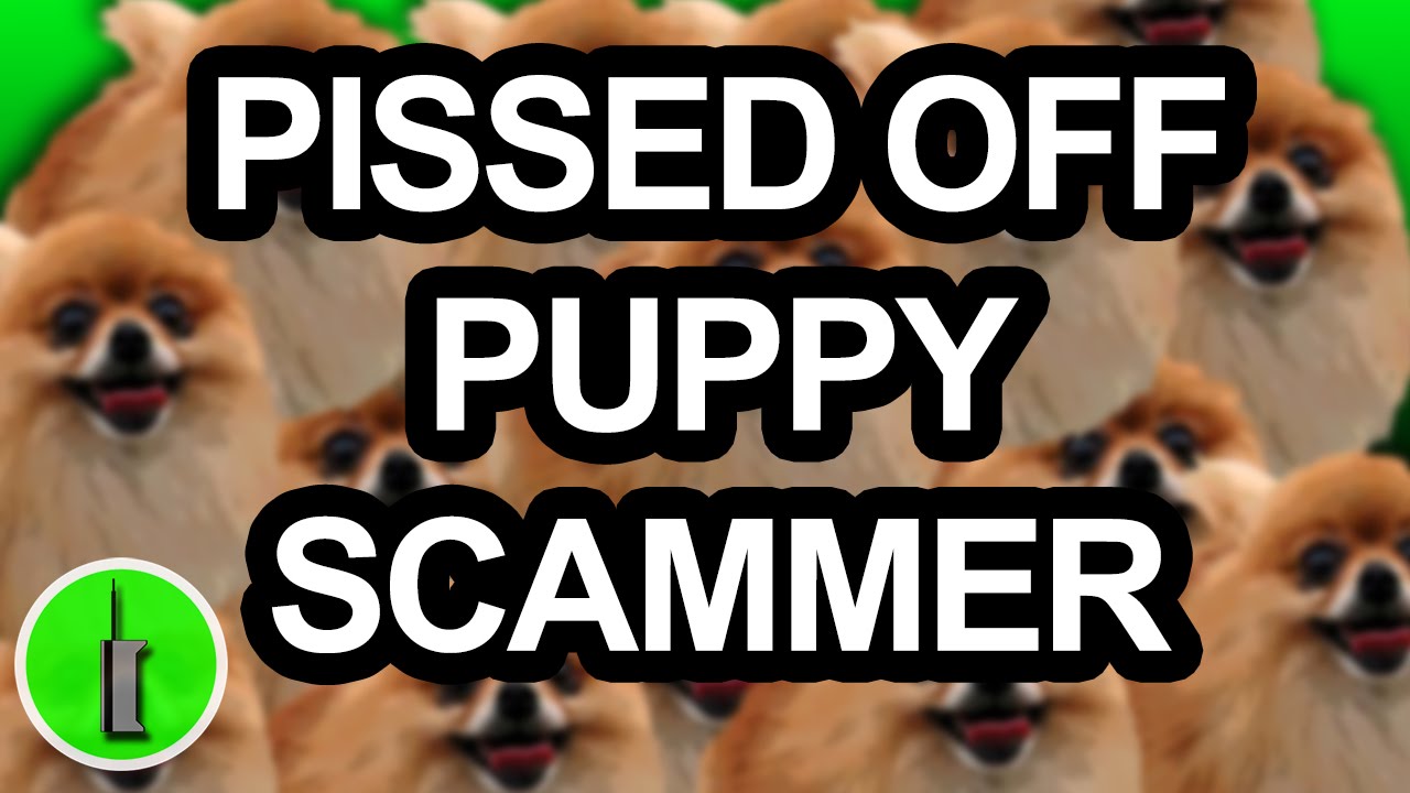 Nigerian Pet Puppy Scammer Loses It - The Hoax Hotel - YouTube