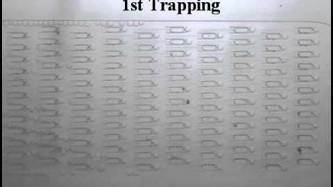 Droplet-based microfluidic device for multiple-droplet clustering (1st trapping/storing)