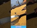 Smart Farmer Uses a Traditional Method to Sort Soybean Seeds
