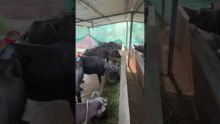 Swasti dairy #buffalo