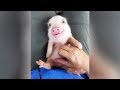 Most HILARIOUS & CUTE BABY ANIMALS! - It's TIME FOR YOU to LAUGH!