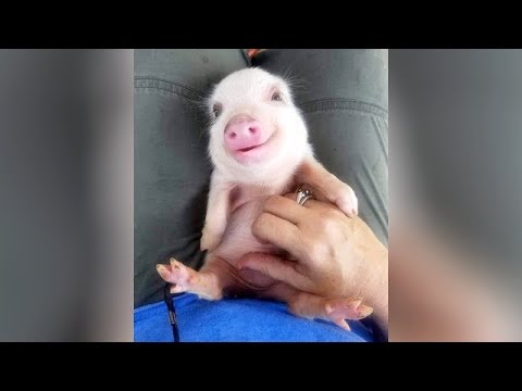 Most HILARIOUS & CUTE BABY ANIMALS! - It's TIME FOR YOU to LAUGH! - YouTube