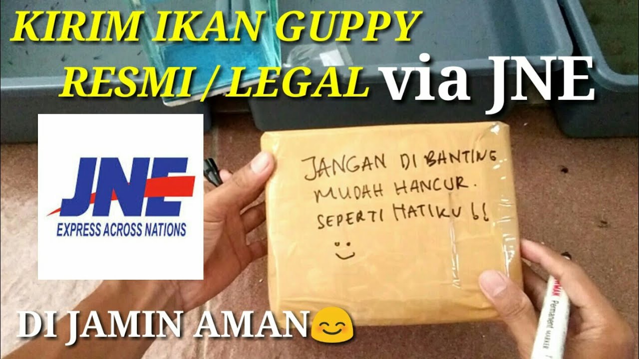 Cara Kirim Paket Ikan Guppy Aman Dan Legal Via Jne Legal Shipment 
