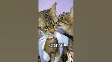 Мемный кот СТЕПАН женился