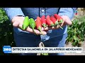 Detectan salmonela en jalapeños mexicanos | Noticias con Francisco Zea