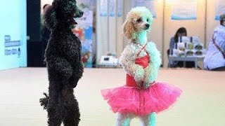 الكلاب ترقص على اغنية - Dog dancing