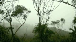 Three Meditations for birdsong, violin and piano