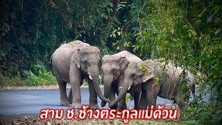 ครอบครัวตัวป่วนเล่นซะเจ้าหน้าที่หัวหมุนเลยนะเจ้าภูผา เมฆาตัวแสบ#elephant #ช้างป่า #เขาใหญ่