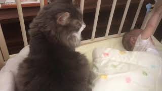 赤ちゃんの誘いに耐える猫 ノルウェージャンフォレストキャット A cat that bears a play invitation from a baby