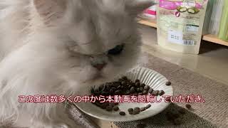 お知らせの動画 by レンヂ(猫)の動画 44 views 3 days ago 1 minute, 56 seconds