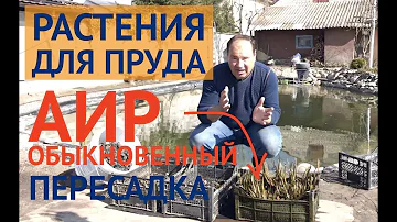 РАСТЕНИЯ ДЛЯ ПРУДА // АИР обыкновенный помогает чистить воду // Водные растения для пруда.