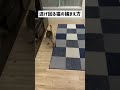 逃げ回る猫の捕まえ方