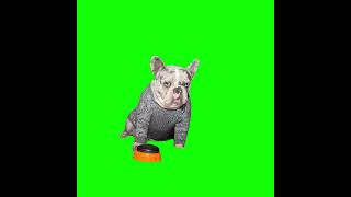 Hell Naw! Dog Meme - Green Screen