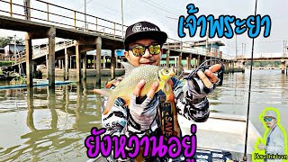 ตกปลาแม่น้ำเจ้าพระยา พอได้สนุก ห่างหายไปนาน #fishing