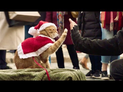 クリスマスを目前にハイタッチの野良猫再び！孤独な青年の運命を変えた奇跡の実話、もう一つの友情物語／映画『ボブという名の猫2』予告編