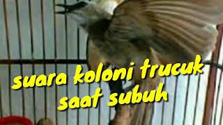 SUARA KOLONI TRUCUK