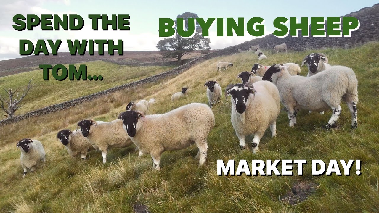 ДЕНЬ ИЗ ЖИЗНИ ФЕРМЕРА С ГОР! Покупка овец | Yorkshire Dales