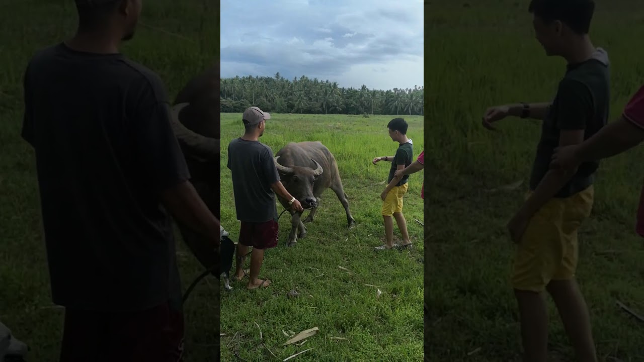 Kids Carabao ride experience(1) - YouTube