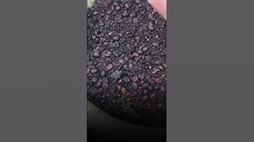 Thumbnail of Jadi Rahasia Umum, Kopi Dicampur Jagung! Apa Tujuannya, dan Bagaimana Dampaknya untuk Tubuh? #shorts
