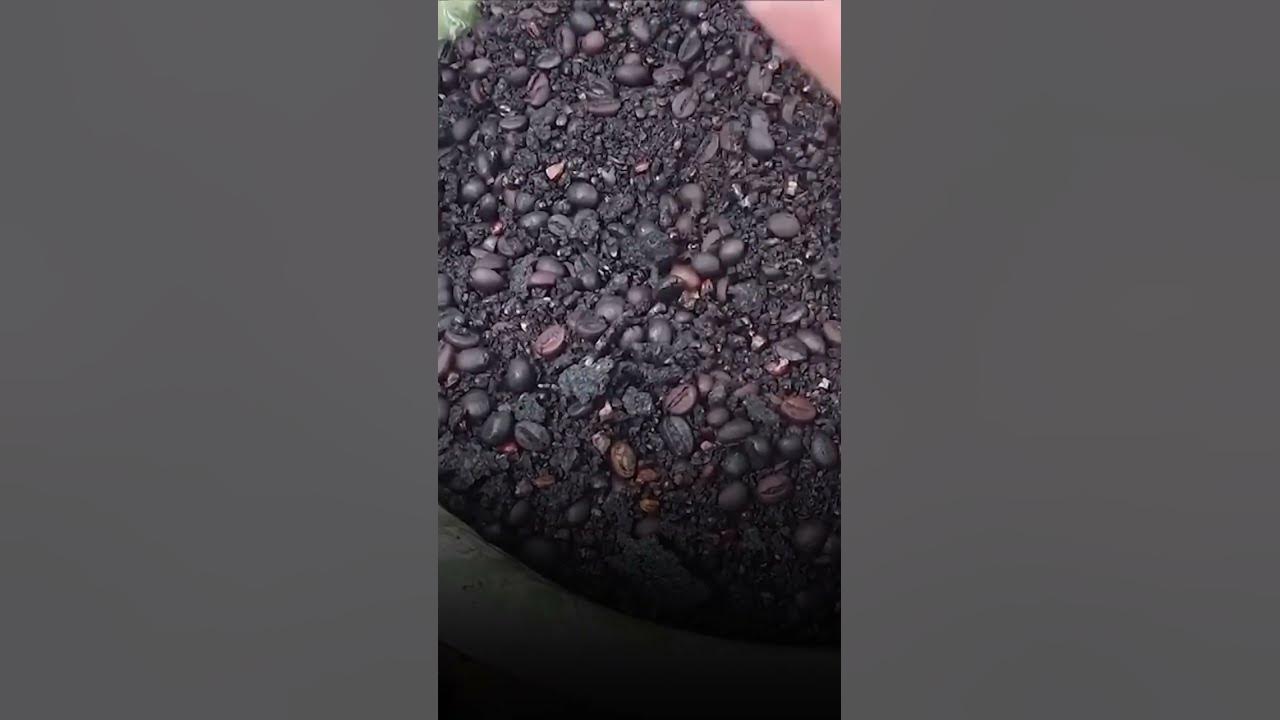 Jadi Rahasia Umum, Kopi Dicampur Jagung! Apa Tujuannya, dan Bagaimana Dampaknya untuk Tubuh? #shorts Jadi Rahasia Umum, Kopi Dicampur Jagung! Apa Tujuannya, dan Bagaimana Dampaknya untuk Tubuh? #shorts