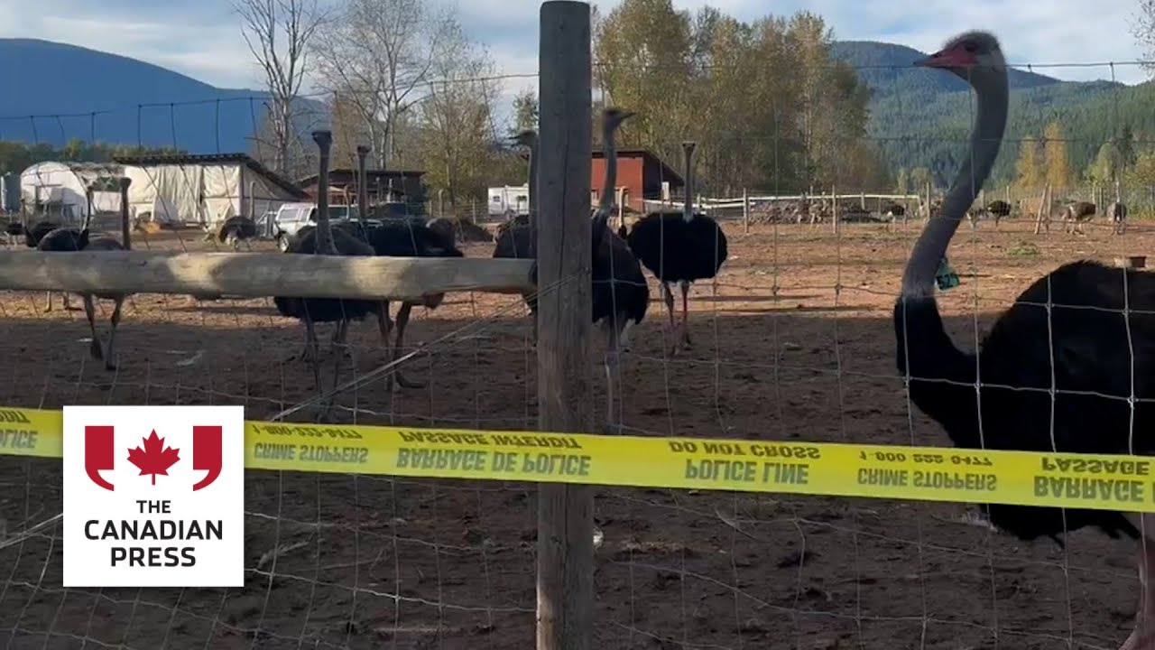 B.C. ostrich farmers hope for 'miracle' as CFIA moves to cull flock over avian flu