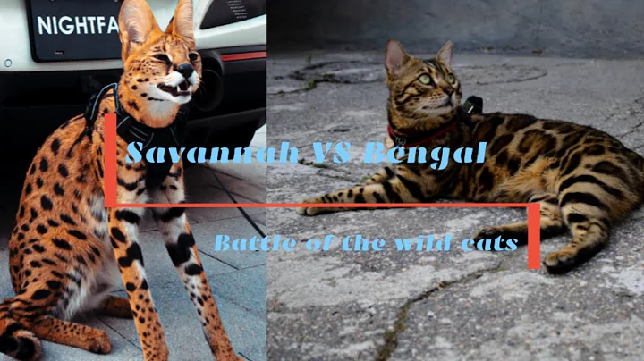 Watch the video about Savannah Cat VS Bengal Cat | The Truth About the Wild Cats