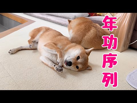 年功序列制度を取り入れ石油ファンヒーターを独占し優雅な朝を過ごそうとする柴犬