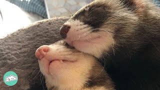 Heartbroken Ferret is Looking for Comfort in His New Brother | Cuddle Ferrets
