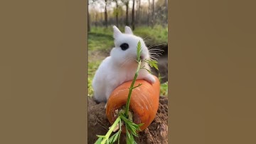 Con thỏ ăn cà rốt #shorts  ,#animals