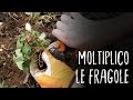 ðŸ“ðŸ“ðŸ“ Come MOLTIPLICARE le FRAGOLE in 2 minuti ðŸ“ðŸ“ðŸ“