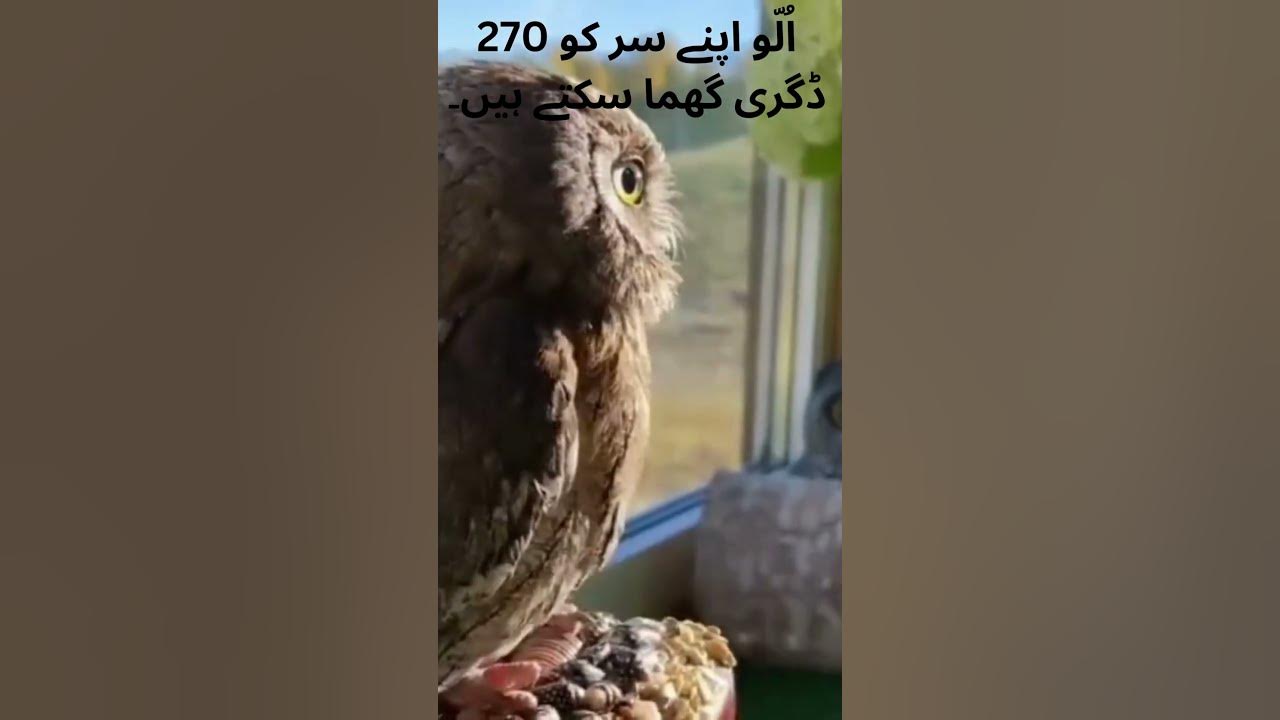 Watch How Owls Rotate Their Heads 270 Degrees! YouTube