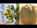 طريقة حصاد حب نوارة الشمس   sunflowers