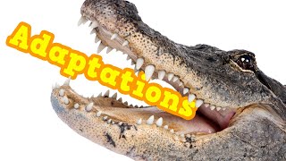 What are Adaptations? Definition + examples of adaptations to different ecosystems, eating & more by Science Up with the Singing Zoologist 9,961 views 2 years ago 5 minutes, 19 seconds