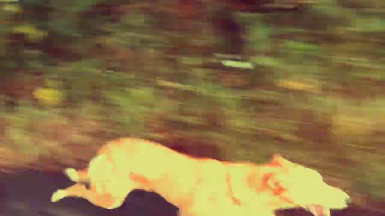 Lurchers starting road work in August