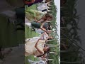 Navratri Garba Celebration at IIST