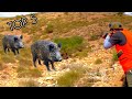 Chasse au sanglier 2023  wild boar hunting  domuzu avi    