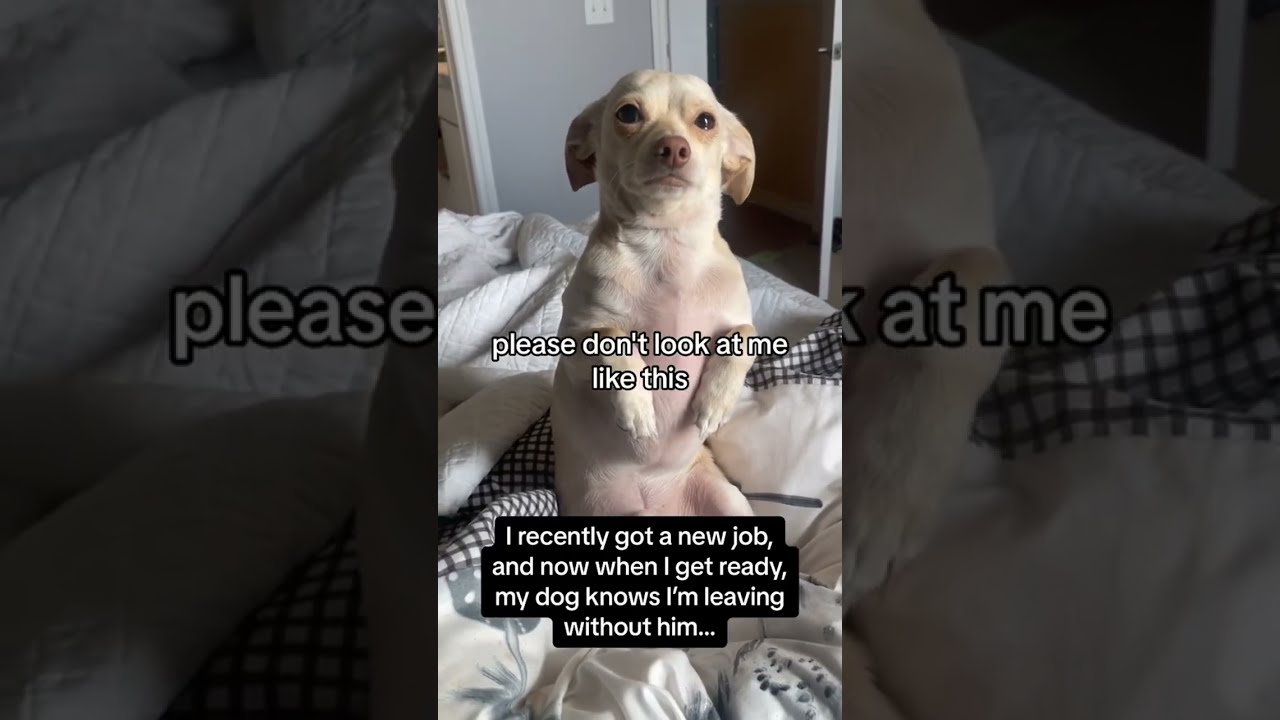 Ur Dog Doesn T Want You To Leave Home When Funny Funnyanimals Funnypets Animals Pet Longervideos