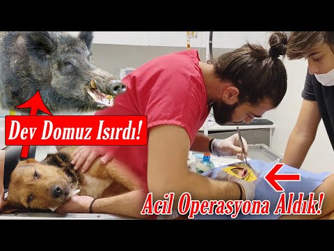 Video: Ticari Köpek Maması Nasıl Düzenlenir?