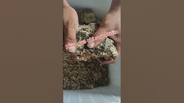 Kỹ thuật nhân nấm đối kháng Trichoder hiệu quả cao chỉ sau 1 tuần. #shorts , #nature , #trichoderma