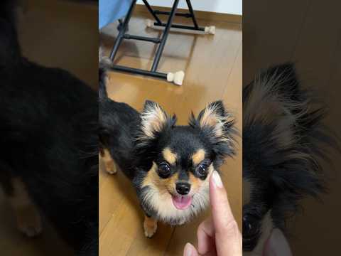 指さすとテントに入ってくれる犬