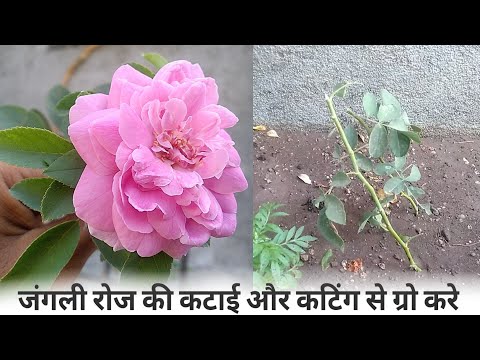 जंगली रोज की कटाई केसे करे कब करे । और उसे कटिंग से केसे ग्रो करे